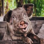 ongedierte bestrijding enschede