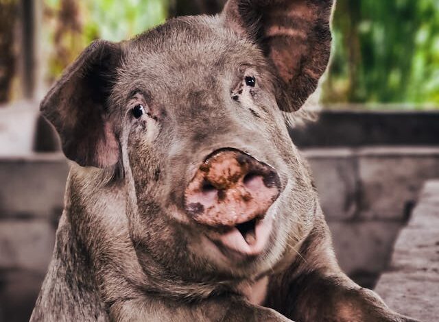 Insecten in de stal: een probleem dat je niet moet onderschatten