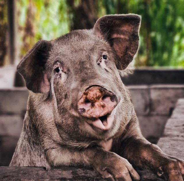 Insecten in de stal: een probleem dat je niet moet onderschatten