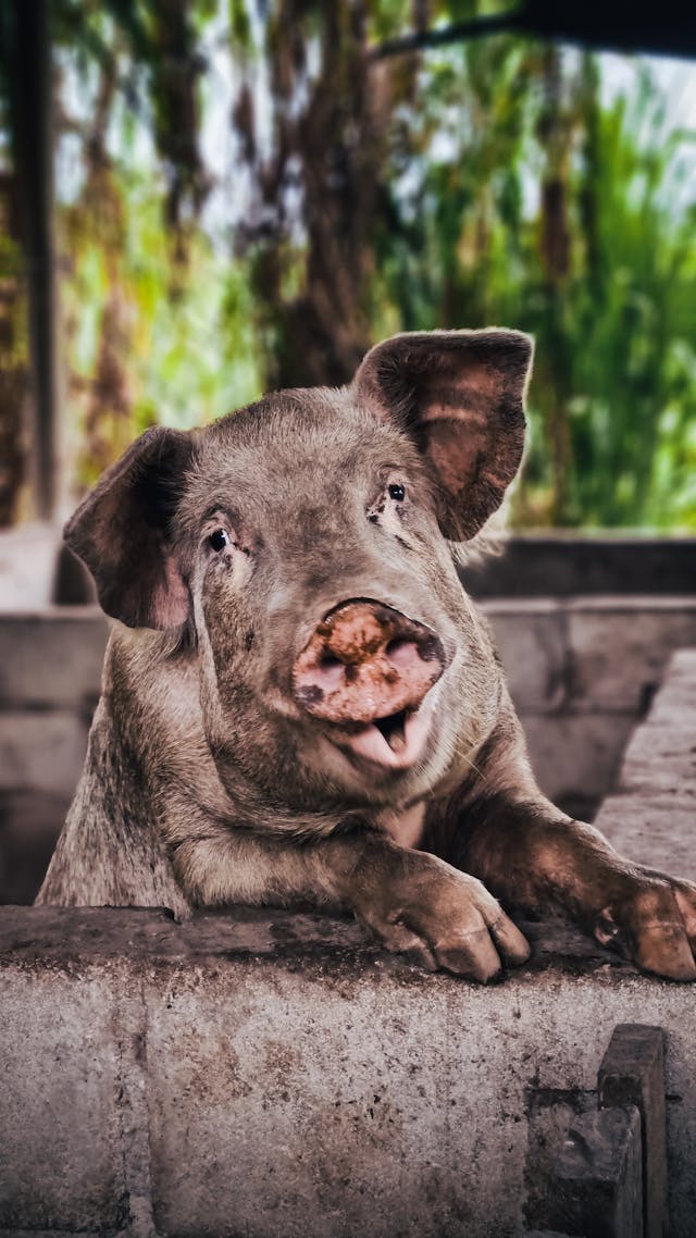 Insecten in de stal: een probleem dat je niet moet onderschatten